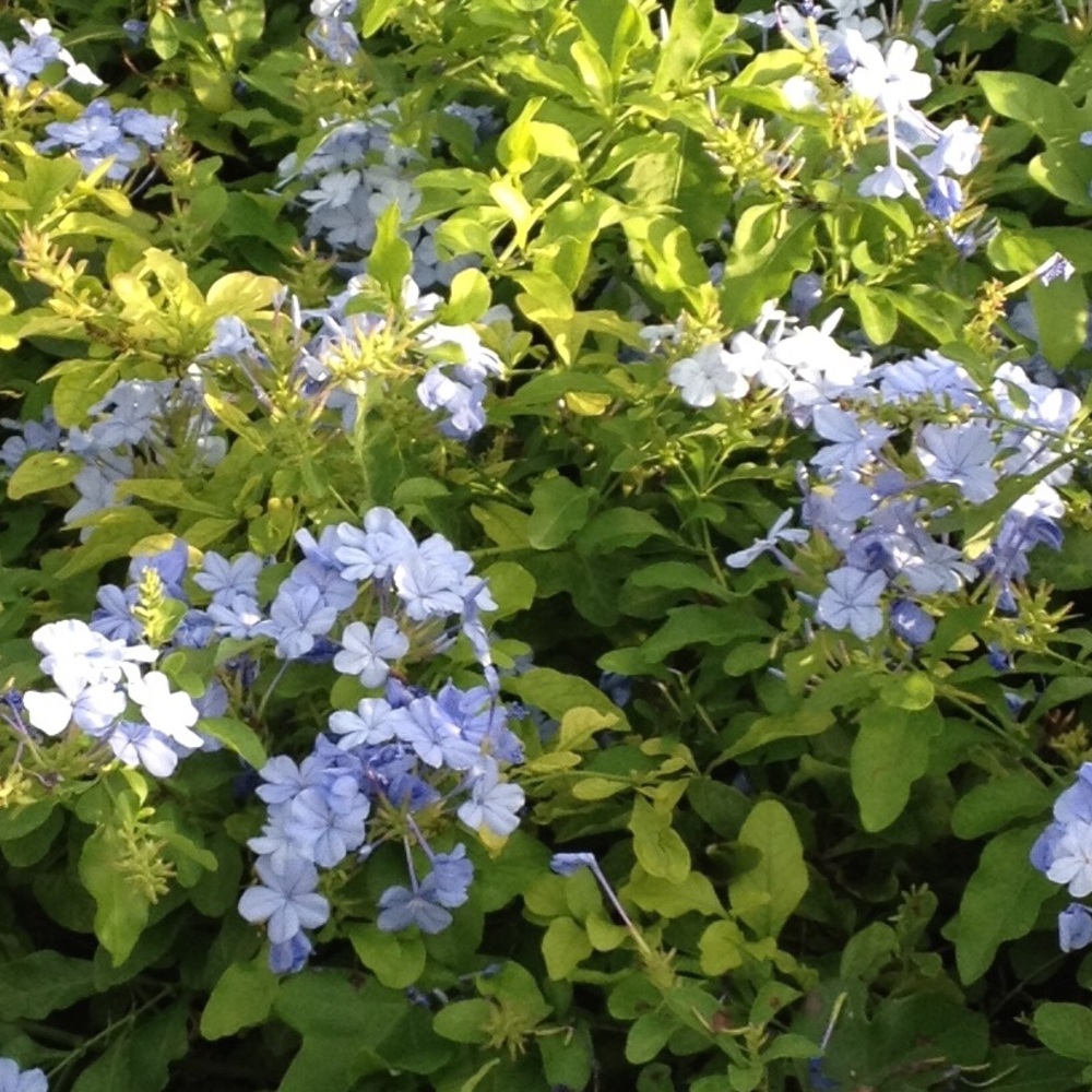 Meet your Posher, Traci